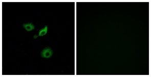 Immunofluorescence of A549 cells, using OR10AD1 Antibody. The picture on the right is treated with the synthesized peptide.