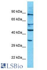 OR10AD1 antibody Western Blot of HepG2. Antibody dilution: 1 ug/ml.