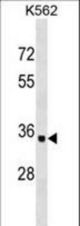OR10AD1 Antibody western blot of K562 cell line lysates (35 ug/lane). The OR10AD1 antibody detected the OR10AD1 protein (arrow).