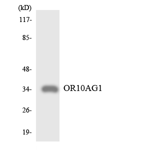 Western blot of the lysates from RAW264.7cells using OR10AG1 antibody.