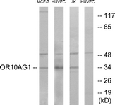 Western blot of extracts from HUVEC/MCF-7/Jurkat cells, using OR10AG1 Antibody. The lane on the right was incubated with synthetic peptide.