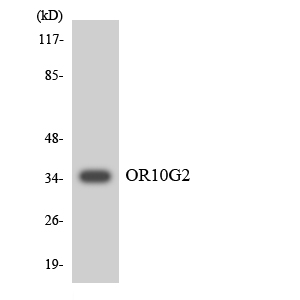 Western blot of the lysates from HUVEC cells using OR10G2 antibody.