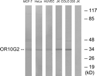 Western blot of extracts from HUVEC/HeLa/MCF-7/Jurkat/COLO cells, using OR10G2 Antibody. The lane on the right is treated with the synthesized peptide.
