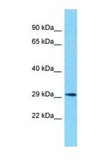 Western blot of Human Fetal Lung. OR10G2 antibody dilution 1.0 ug/ml.