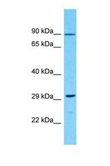Western blot of Human 721_B. OR10G9 antibody dilution 1.0 ug/ml.