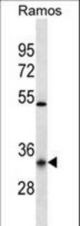 OR10G9 Antibody western blot of Ramos cell line lysates (35 ug/lane). The OR10G9 antibody detected the OR10G9 protein (arrow).