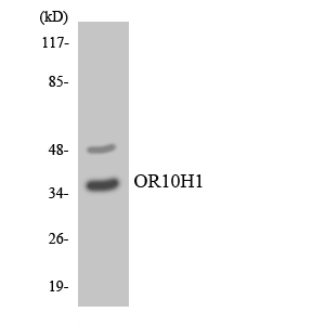 Western blot of the lysates from Jurkat cells using OR10H1 antibody.