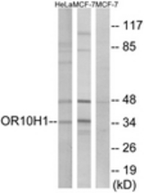 Western blot of extracts from HeLa/MCF-7 cells, using OR10H1 Antibody. The lane on the right is treated with the synthesized peptide.