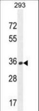 OR10H1 Antibody western blot of 293 cell line lysates (35 ug/lane). The OR10H1 antibody detected the OR10H1 protein (arrow).