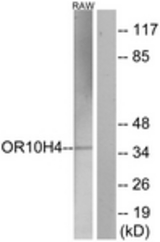 Western blot of extracts from RAW264.7 cells, using OR10H4 Antibody. The lane on the right is treated with the synthesized peptide.