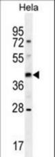OR10H4 Antibody western blot of HeLa cell line lysates (35 ug/lane). The OR10H4 antibody detected the OR10H4 protein (arrow).