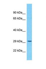 Western blot of Human THP-1. OR10H5 antibody dilution 1.0 ug/ml.