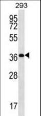 OR10H5 Antibody western blot of 293 cell line lysates (35 ug/lane). The OR10H5 antibody detected the OR10H5 protein (arrow).