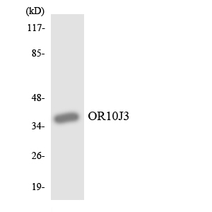 Western blot of the lysates from HUVEC cells using OR10J3 antibody.