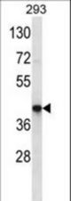 OR10J3 Antibody western blot of 293 cell line lysates (35 ug/lane). The OR10J3 antibody detected the OR10J3 protein (arrow).