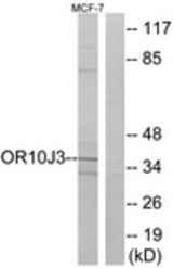 Western blot of extracts from MCF-7 cells, using OR10J3 Antibody. The lane on the right is treated with the synthesized peptide.