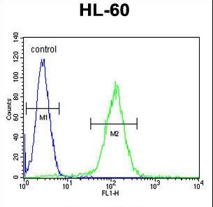 OR10J5 Antibody flow cytometry of HL-60 cells (right histogram) compared to a negative control cell (left histogram). FITC-conjugated goat-anti-rabbit secondary antibodies were used for the analysis.