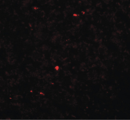 Immunofluorescence of MOX1 in rat liver tissue with MOX1 antibody at 20 ug/ml.
