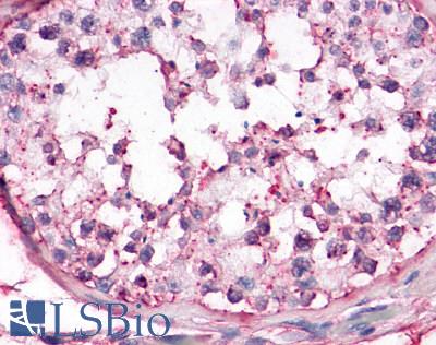 Anti-OR10R2 antibody LS-A4554 IHC of human testis, seminiferous epithelium. Immunohistochemistry of formalin-fixed, paraffin-embedded tissue after heat-induced antigen retrieval.