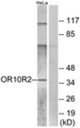 Western blot of extracts from HeLa cells, using OR10R2 Antibody. The lane on the right is treated with the synthesized peptide.