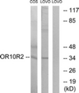 Western blot of extracts from COS7/LOVO cells, using OR10S1 Antibody. The lane on the right is treated with the synthesized peptide.