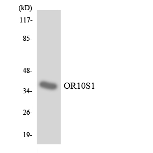 Western blot of the lysates from HepG2 cells using OR10S1 antibody.