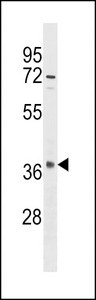OR10S1 Antibody western blot of HeLa cell line lysates (35 ug/lane). The OR10S1 antibody detected the OR10S1 protein (arrow).