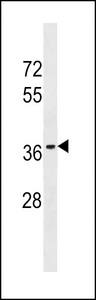 OR10T2 Antibody western blot of T47D cell line lysates (35 ug/lane). The OR10T2 antibody detected the OR10T2 protein (arrow).