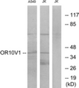 Western blot of extracts from A549/Jurkat cells, using OR10V1 Antibody. The lane on the right is treated with the synthesized peptide.