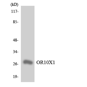Western blot of the lysates from Jurkat cells using OR10X1 antibody.