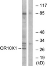 Western blot of extracts from COLO cells, using OR10X1 Antibody. The lane on the right is treated with the synthesized peptide.