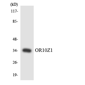 Western blot of the lysates from HeLa cells using OR10Z1 antibody.