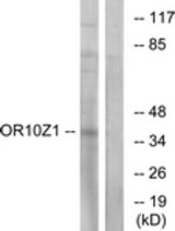Western blot of extracts from COS7 cells, using OR10Z1 Antibody. The lane on the right is treated with the synthesized peptide.