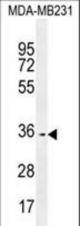 OR10Z1 Antibody western blot of MDA-MB231 cell line lysates (35 ug/lane). The OR10Z1 antibody detected the OR10Z1 protein (arrow).