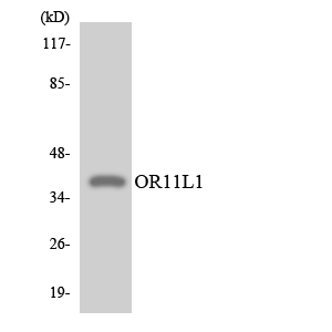 Western blot of the lysates from COLO205 cells using OR11L1 antibody.