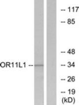 Western blot of extracts from LOVO cells, using OR11L1 Antibody. The lane on the right is treated with the synthesized peptide.