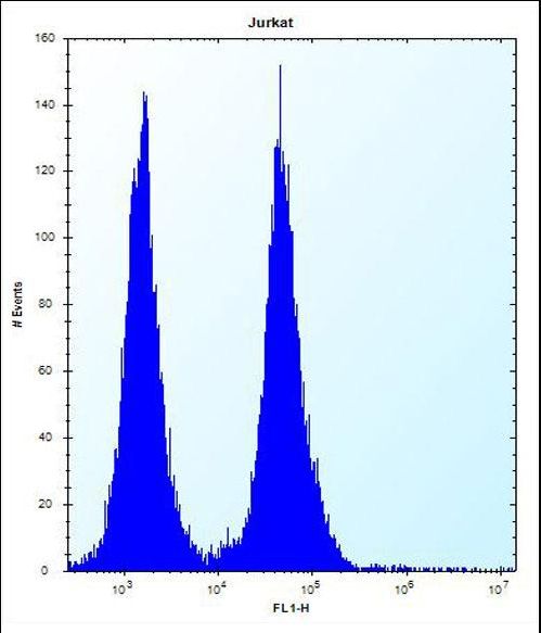 OR11L1 Antibody flow cytometry of Jurkat cells (right histogram) compared to a negative control cell (left histogram). FITC-conjugated donkey-anti-rabbit secondary antibodies were used for the analysis.