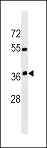 OR12D3 Antibody western blot of K562 cell line lysates (35 ug/lane). The OR12D3 Antibody detected the OR12D3 protein (arrow).