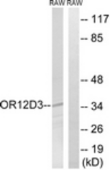 Western blot of extracts from RAW264.7 cells, using OR12D3 Antibody. The lane on the right is treated with the synthesized peptide.