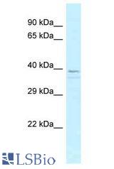OR13C5 antibody Western Blot of HeLa. Antibody dilution: 1 ug/ml.
