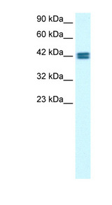 OR13C9 antibody LS-B989 Western blot of HepG2 cell lysate.