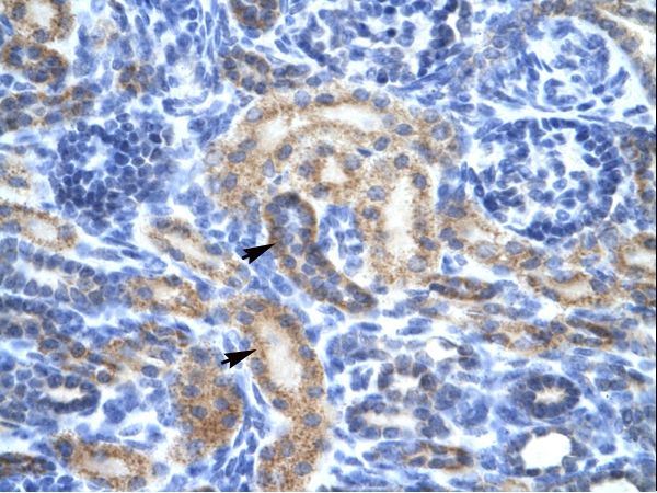 OR13C9 antibody LS-C30762 was used in IHC to stain formalin-fixed, paraffin-embedded human kidney.