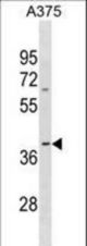 OR13D1 Antibody western blot of A375 cell line lysates (35 ug/lane). The OR13D1 antibody detected the OR13D1 protein (arrow).