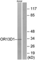 Western blot of extracts from RAW264.7 cells, using OR13D1 Antibody. The lane on the right is treated with the synthesized peptide.