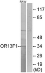 Western blot of extracts from RAW264.7 cells, using OR13F1 Antibody. The lane on the right is treated with the synthesized peptide.