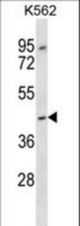 OR13F1 Antibody western blot of K562 cell line lysates (35 ug/lane). The OR13F1 antibody detected the OR13F1 protein (arrow).
