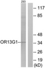 Western blot of extracts from 293 cells, using OR13G1 Antibody. The lane on the right is treated with the synthesized peptide.
