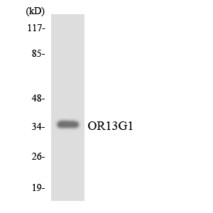 Western blot of the lysates from Jurkat cells using OR13G1 antibody.