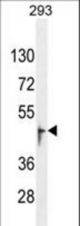 OR13J1 Antibody western blot of 293 cell line lysates (35 ug/lane). The OR13J1 antibody detected the OR13J1 protein (arrow).
