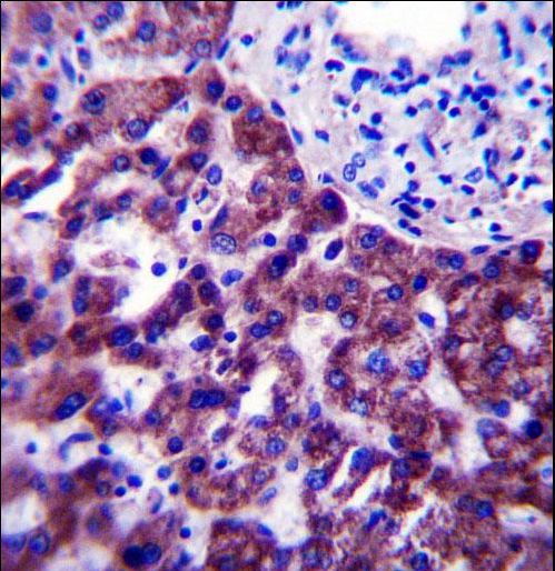 OR14J1 Antibody immunohistochemistry of formalin-fixed and paraffin-embedded human liver tissue followed by peroxidase-conjugated secondary antibody and DAB staining.